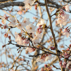 フォロー大歓迎/二分咲き/春/綺麗/さくら/桜 桜🌸いいね😄👍🌸🌸🌸
ポカポカ陽気にのっ…(8枚目)