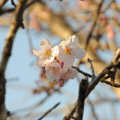 フォロー大歓迎/二分咲き/春/綺麗/さくら/桜 桜🌸いいね😄👍🌸🌸🌸
ポカポカ陽気にのっ…(7枚目)