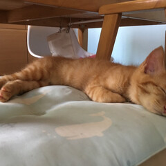 猫派/フォロー大歓迎/にゃんこ同好会 いつも椅子で寝てる可愛いミースケ(1枚目)