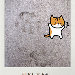 足跡  可愛い/猫 庭の工事でセメントを塗ったところに
猫の…(1枚目)
