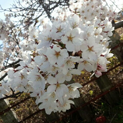 散歩/桜/春のフォト投稿キャンペーン/フォロー大歓迎/春 お天気よく桜が一気に咲きました🌸(3枚目)