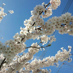 散歩/桜/春のフォト投稿キャンペーン/フォロー大歓迎/春 お天気よく桜が一気に咲きました🌸(5枚目)