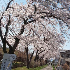 散歩/桜/春のフォト投稿キャンペーン/フォロー大歓迎/春 お天気よく桜が一気に咲きました🌸(2枚目)