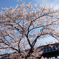 散歩/桜/春のフォト投稿キャンペーン/フォロー大歓迎/春 お天気よく桜が一気に咲きました🌸(1枚目)
