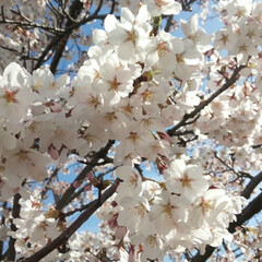 散歩/桜/春のフォト投稿キャンペーン/フォロー大歓迎/春 お天気よく桜が一気に咲きました🌸(4枚目)