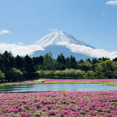 「富士山と芝桜が映えますね」(1枚目)