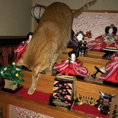 ネコ好き/ひな祭り/茶トラ/猫 今年もうちのトラはひな壇に登りました(ｰ…(2枚目)