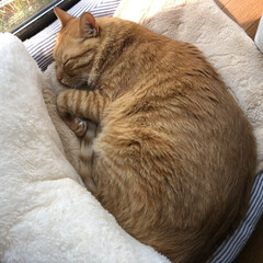 猫と暮らす/ねこ/猫好き/茶トラ 朝から窓辺でよく寝てますzzz
陽当たり…(1枚目)