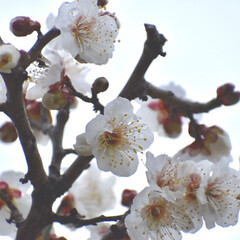 梅/梅小路公園/京都/LIMIAおでかけ部/フォロー大歓迎/おでかけ/... 雨の次の日だったので花びらに雫が✨(1枚目)