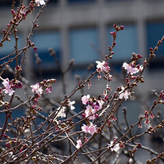 春/桜/大阪城公園/カメラ女子/LIMIAおでかけ部/フォロー大歓迎/... また桜が満開になる頃に撮りに行きたいなぁ🌸(1枚目)