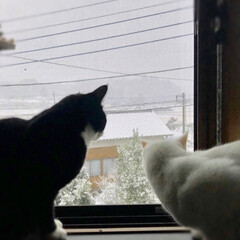 雪/猫 予報通り雪が降りました(*´∇｀*)
外…(1枚目)