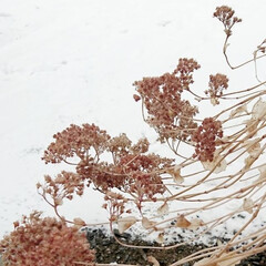 「雪柳…今日は本物の雪で咲いていました。赤…」(3枚目)
