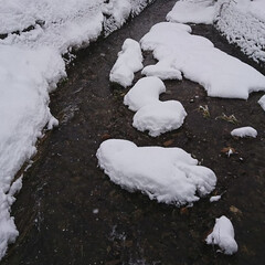 「職場への通り道…今年は雪が多くて…雪」(1枚目)