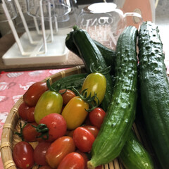 朝採り野菜/きゅうりのしょうゆ漬け/ピクルス 暑いですね💦
涼しいうちに野菜を収穫して…(2枚目)