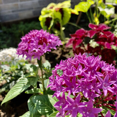 暑さに強い花/花のある暮らし/ガーデニング 庭の仲間入り🌸

ペンタス
コリウス ゴ…(1枚目)