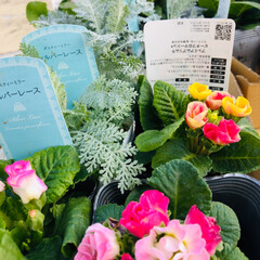 庭づくり/花のある生活/リミアの冬暮らし/フォロー大歓迎 ホームセンターで夫が花を買ってきたので2…(5枚目)