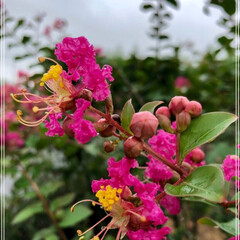 サルスベリ/庭の花/風景 サルスベリの花が咲きました🌺(1枚目)