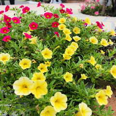 サフィニア/クラブアップル アメリカン・ビューティー/ガーデニング/花 今日の庭の可愛い花🌸
暑さに負けず元気に…(2枚目)