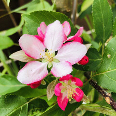サフィニア/クラブアップル アメリカン・ビューティー/ガーデニング/花 今日の庭の可愛い花🌸
暑さに負けず元気に…(1枚目)