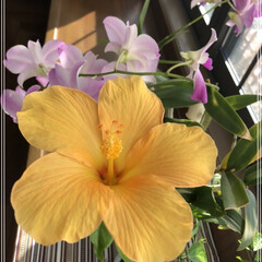 花のある暮らし/リビング日当たり良好/ハイビスカス黄色 ハイビスカスが上を向いて咲いてます🌼💕
…(2枚目)