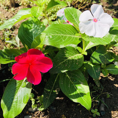 暑さに強い花/花のある暮らし/ガーデニング 庭の仲間入り🌸

ペンタス
コリウス ゴ…(2枚目)