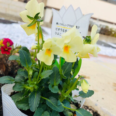 庭づくり/花のある生活/リミアの冬暮らし/フォロー大歓迎 ホームセンターで夫が花を買ってきたので2…(3枚目)
