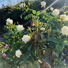 庭づくり/花のある暮し/至福のひととき/風景/わたしのお気に入り 今日から6月ですね🌿
清々しい朝です☀️…(3枚目)