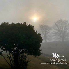 朝霧/自然観察日記 朝霧

おはようございます。
今朝は濃い…(1枚目)