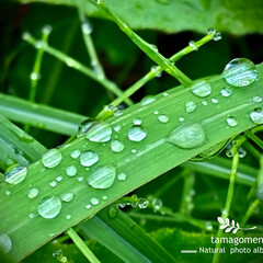 雨粒/自然観察日記/植物観察日記 雨粒

お花の様な晴れやかさは無いものの…(1枚目)