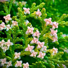 ヒバの花のフォトまとめ Limia リミア