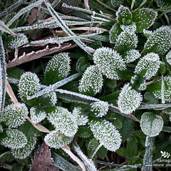朝霜に凍る雑草/植物観察日記 朝霜に凍る雑草

昨日の朝方はとても寒く…(1枚目)