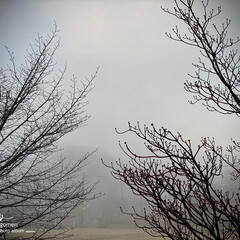 自然観察日記/植物観察日記/朝霧/花水木と朝霧 花水木と朝霧

朝方は凄く濃い朝霧でした…(1枚目)
