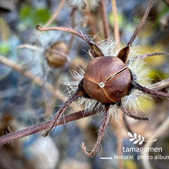 野朝顔のフォトまとめ Limia リミア