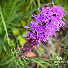 ご近所さん宅のお花/リアトリス/植物観察日記 リアトリス

ご近所さん宅のお花です
紫…(1枚目)