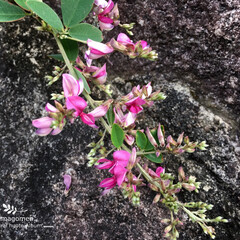 植物観察日記/自然観察日記/iPhone6s plus/おでかけ/マルハハギ マルハハギ（丸葉萩）

まだまだ綺麗に咲…(1枚目)
