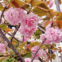 「近所の水道部に八重桜が咲いていました🌸
…」(2枚目)