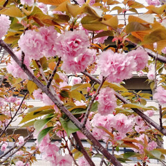 「近所の水道部に八重桜が咲いていました🌸
…」(4枚目)
