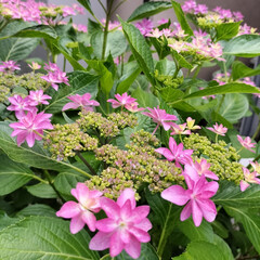 ガーデニング 裏の紫陽花がたくさん咲きました💓

梅雨…(2枚目)