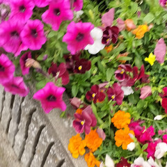 「近所の会社前の花壇に色とりどりの
ペチュ…」(3枚目)