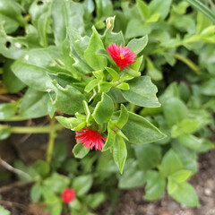 ガーデニング 裏に植えた百日草がヒョロヒョロだけど咲い…(4枚目)