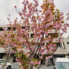 「近所の水道部に八重桜が咲いていました🌸
…」(5枚目)