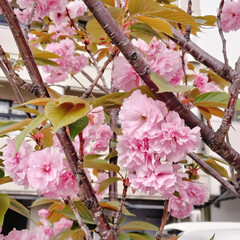 「近所の水道部に八重桜が咲いていました🌸
…」(3枚目)