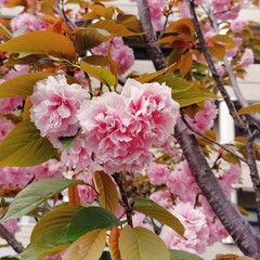 「近所の水道部に八重桜が咲いていました🌸
…」(1枚目)