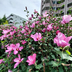 「買い物帰りにムクゲの花が元気に
咲いてい…」(4枚目)