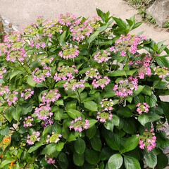 ガーデニング 裏の紫陽花がたくさん咲きました💓

梅雨…(4枚目)
