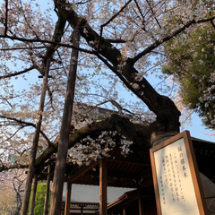 春のフォト投稿キャンペーン 来年もまた元気よく咲いてください。
#桜…(1枚目)