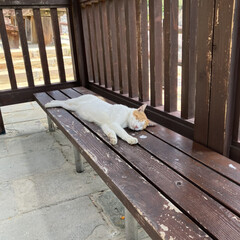 旅行/夏/おでかけ 暑い外で気持ち良さそうに寝てる猫ちゃん🐈…(2枚目)