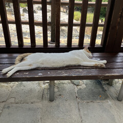 旅行/夏/おでかけ 暑い外で気持ち良さそうに寝てる猫ちゃん🐈…(1枚目)