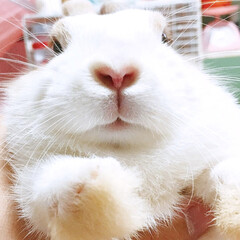 ダッチ/ミニウサギ/ウサギ/うさぎ/フォロー大歓迎/ペット/... お鼻開くと♥️になるんだよ〜🐰︎💕︎(1枚目)