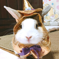 ミニウサギ/ウサギ/うさぎ/くぅちゃん/フォロー大歓迎/ペット/... くぅちゃん🐰
ハロウィンで仮装もしました…(1枚目)